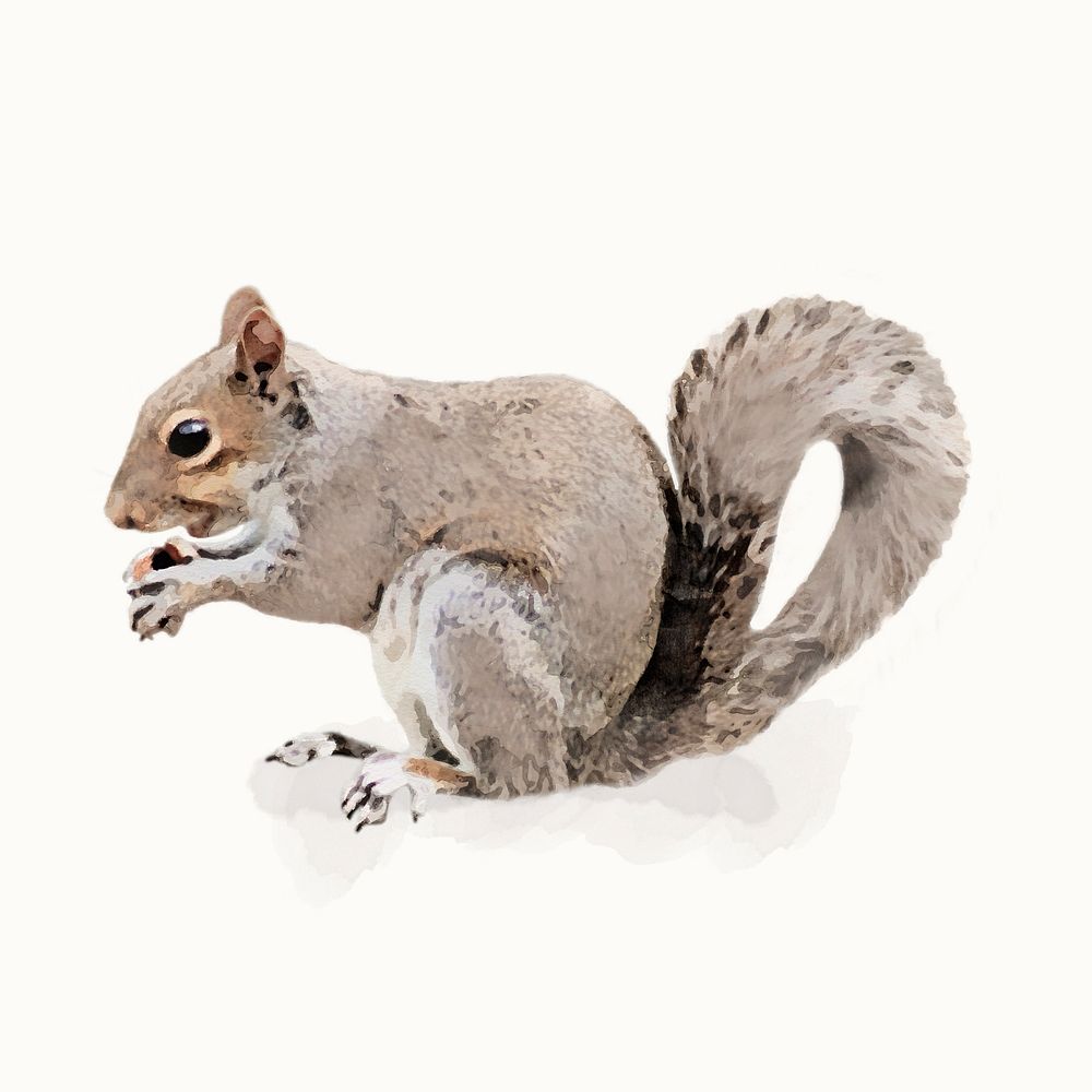 Gray squirrel illustration, animal watercolor design