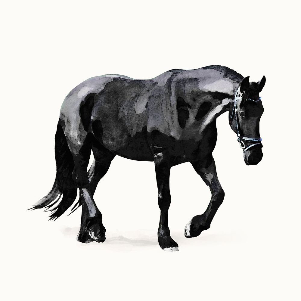 Black horse illustration, animal watercolor design