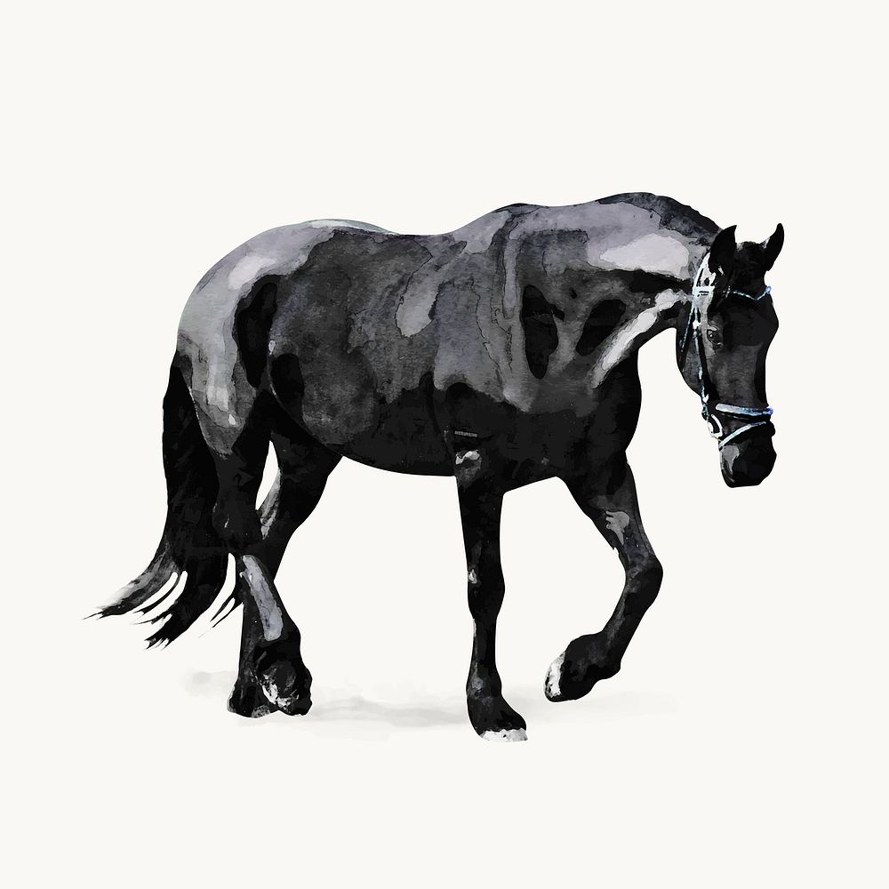 Watercolor black horse illustration, animal design vector