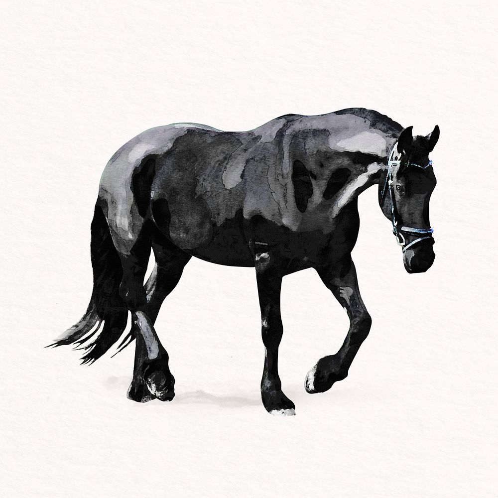 Black horse watercolor illustration, pet design psd