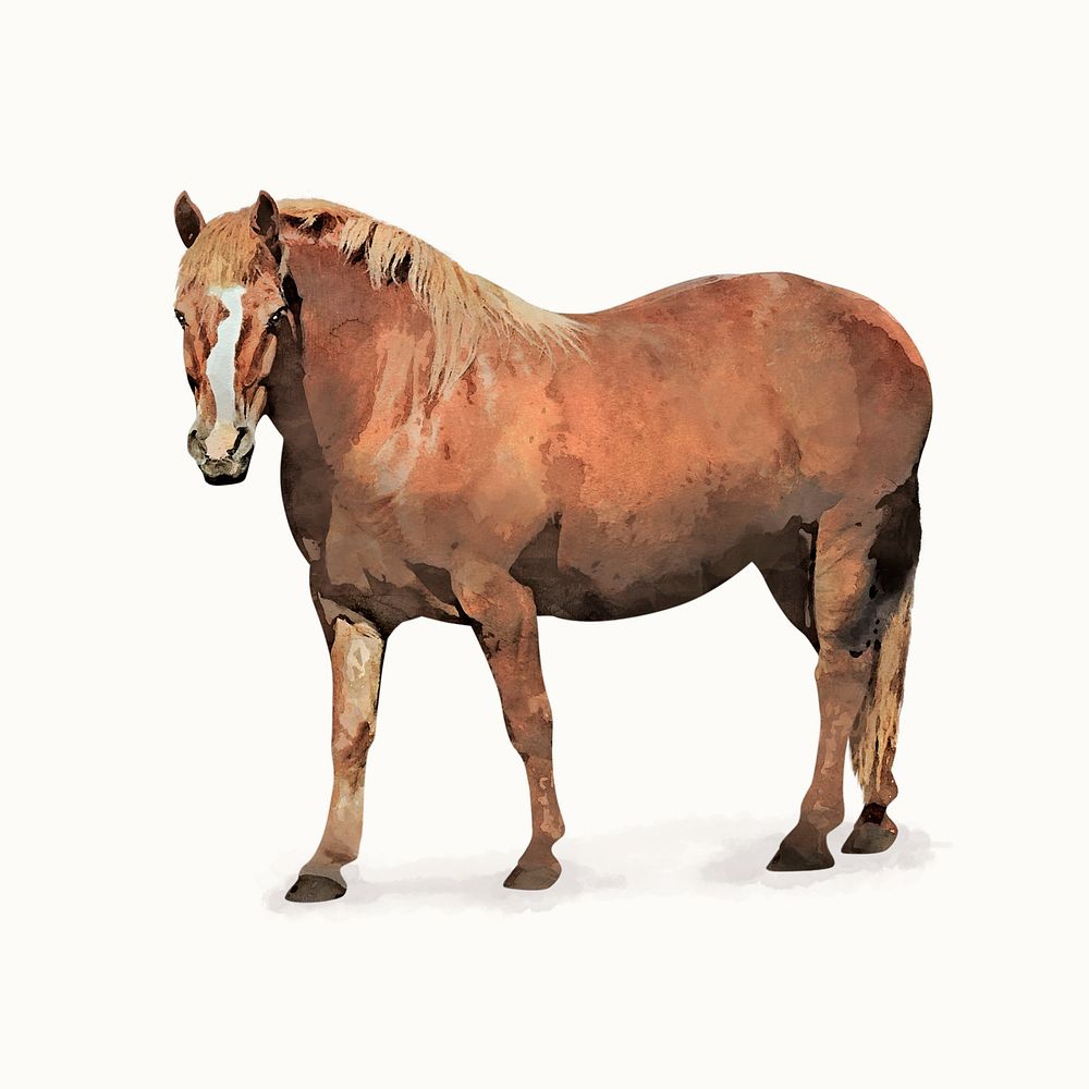 Brown horse illustration, animal watercolor design