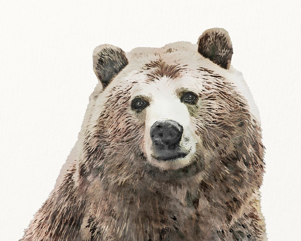 Bear watercolor illustration, cute animal design