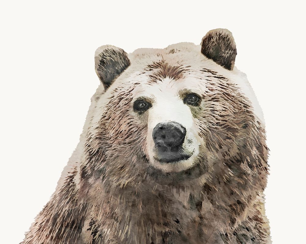Watercolor bear illustration, animal design vector