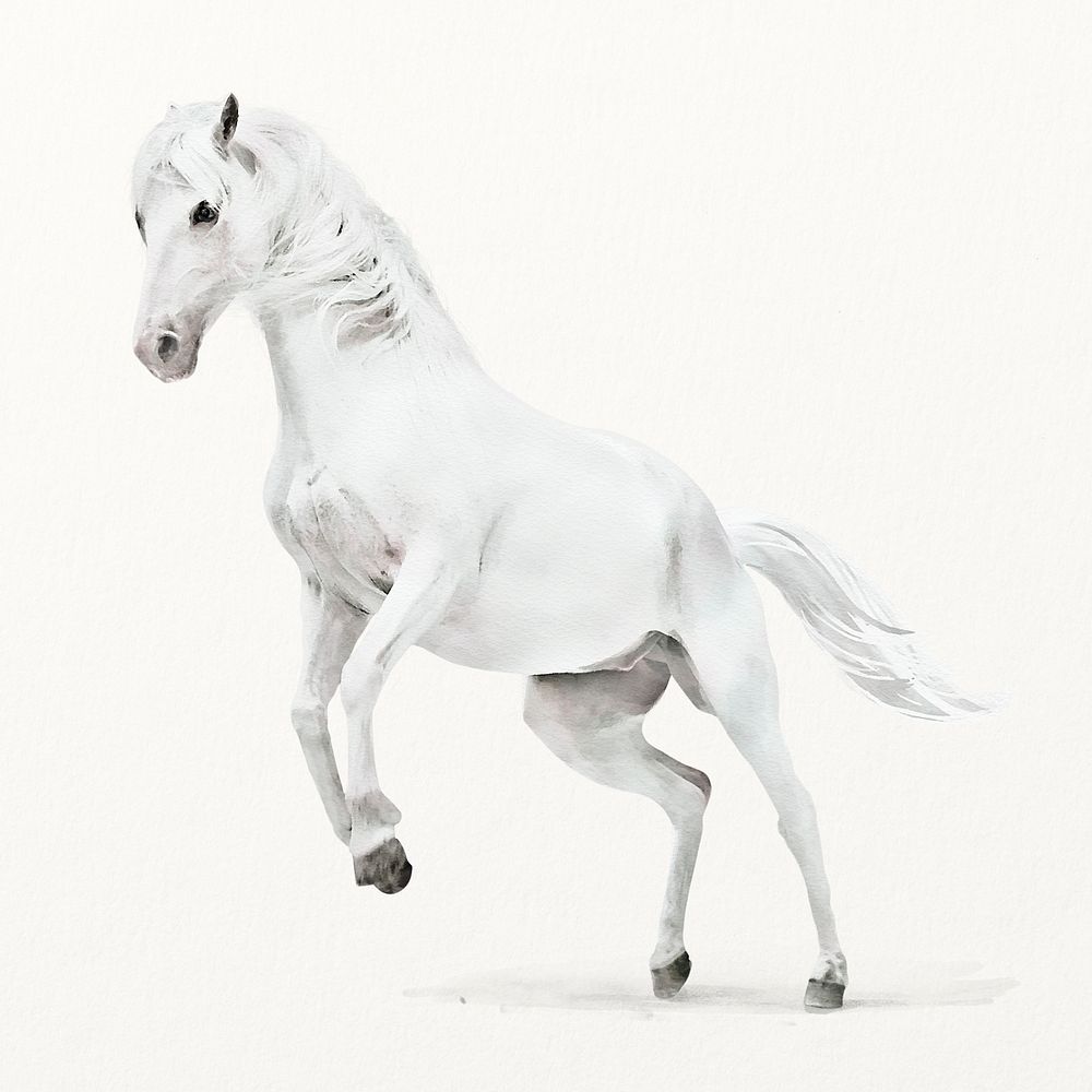 White horse illustration, animal watercolor design