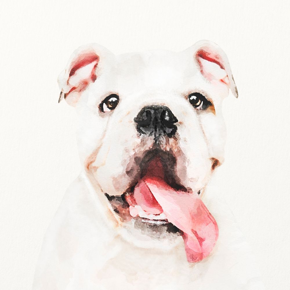 Bulldog watercolor illustration, cute animal design