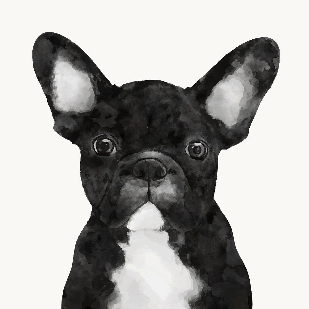 Watercolor French Bulldog illustration, animal design vector