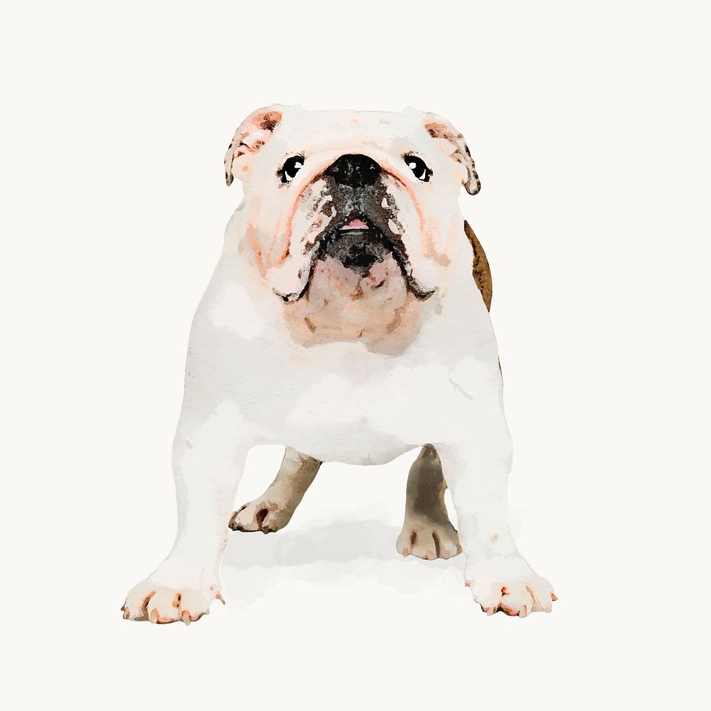 Watercolor  Bulldog illustration, animal design vector