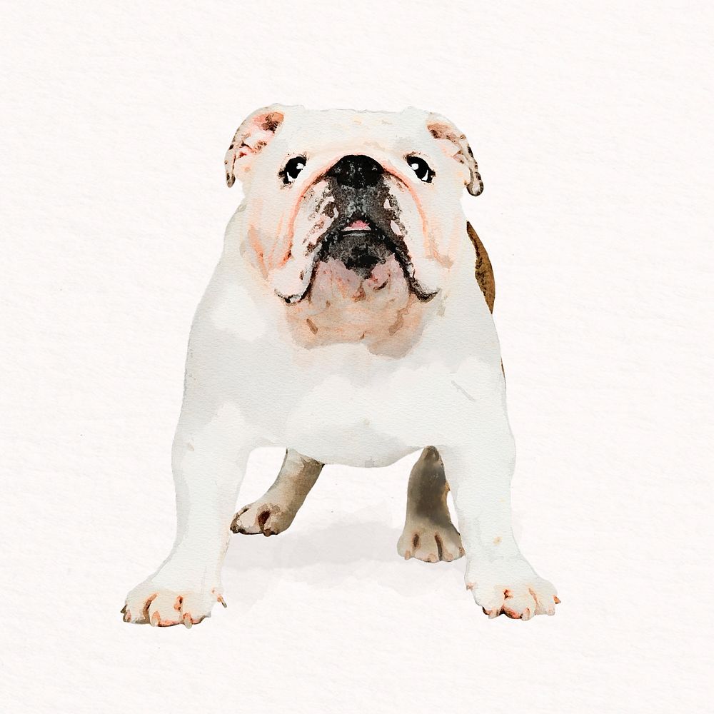 Cute dog watercolor illustration, Bulldog psd