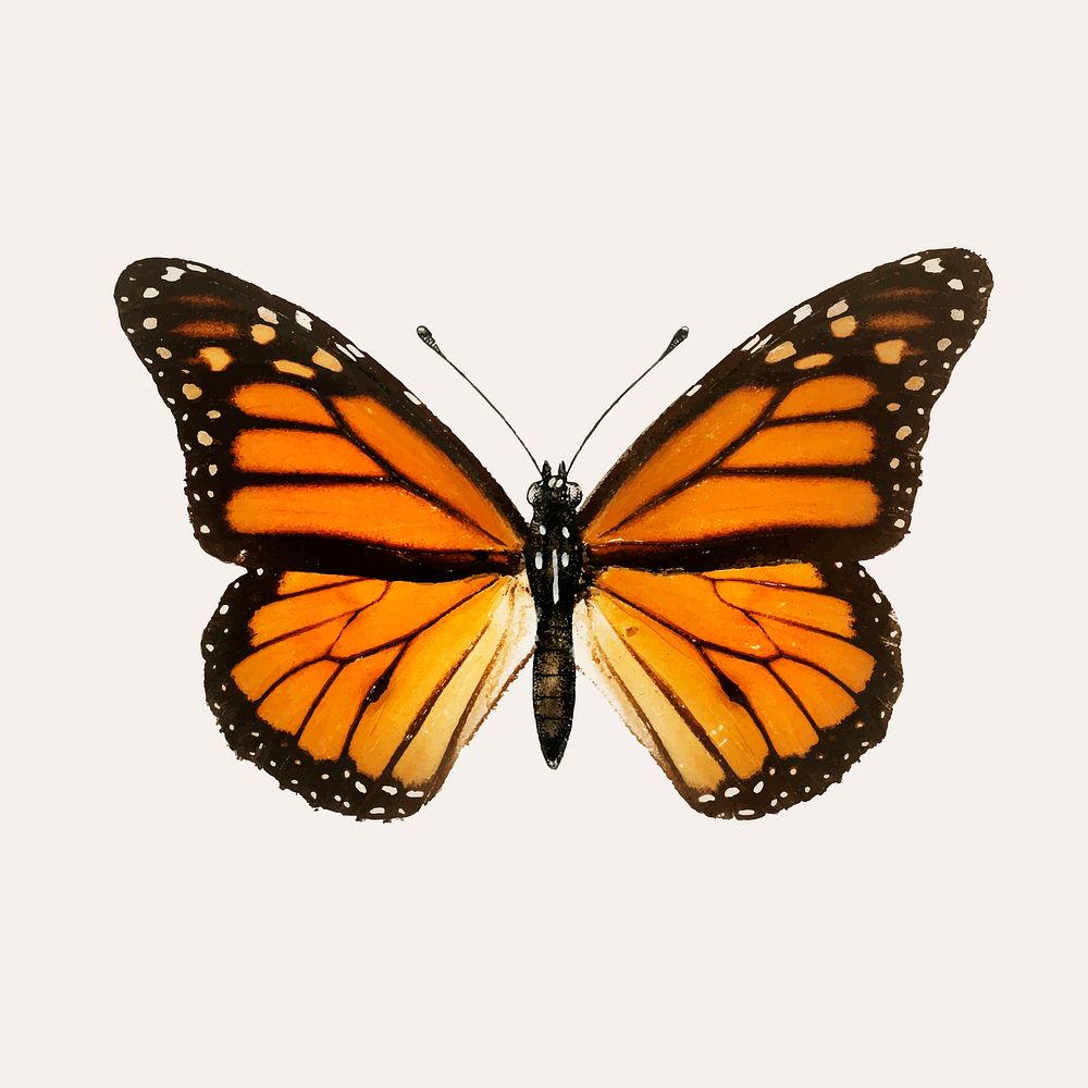 Butterfly illustration vector 