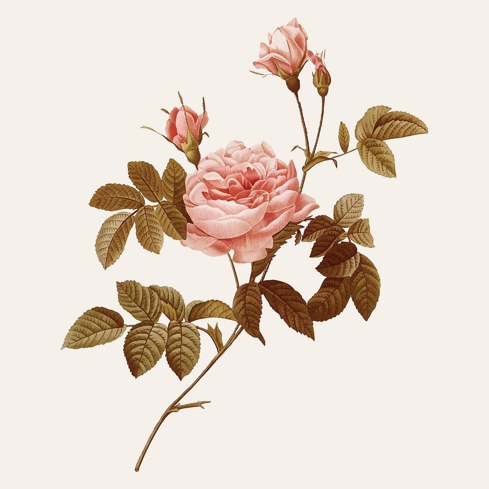 Rose illustration vector 