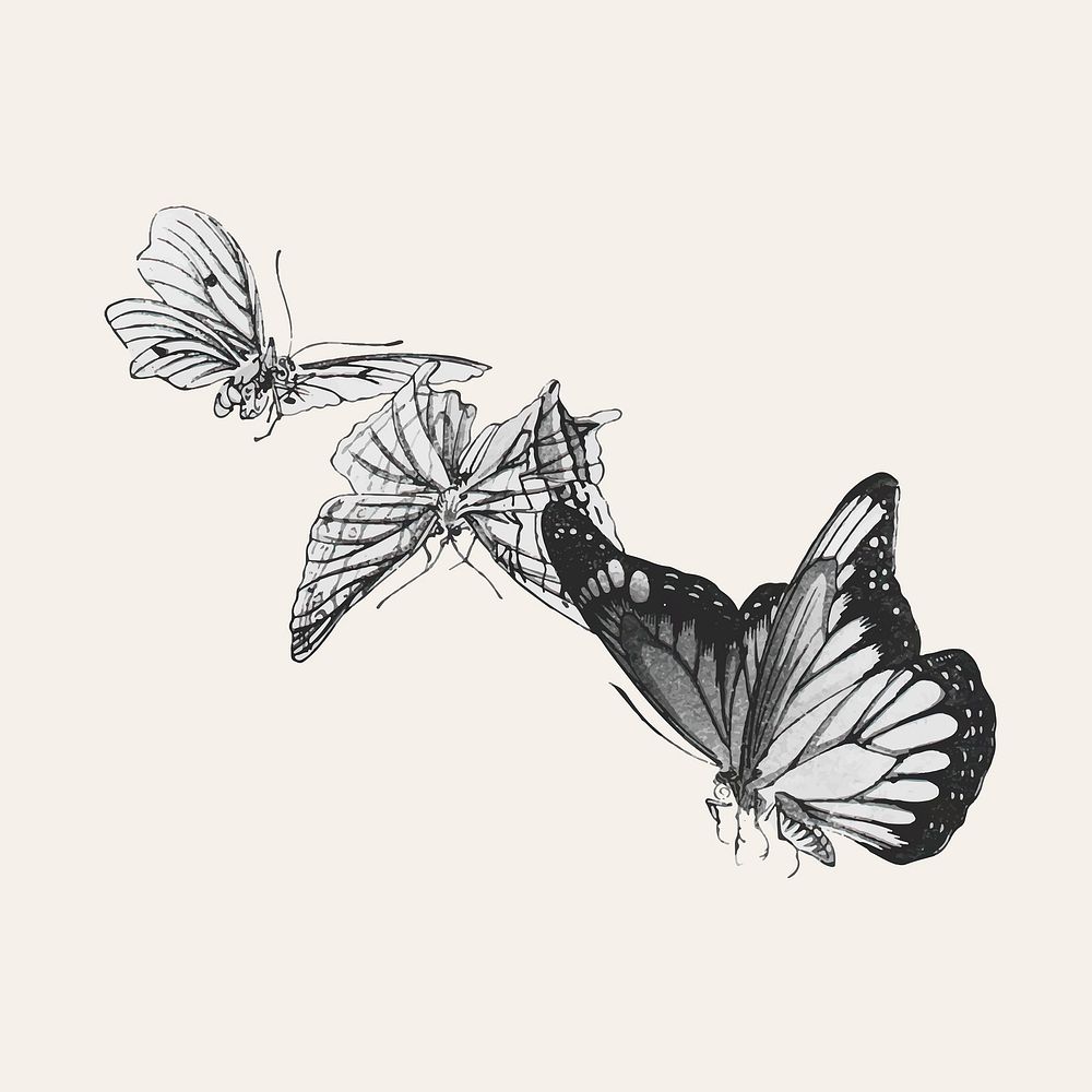 Butterflies illustration vector 