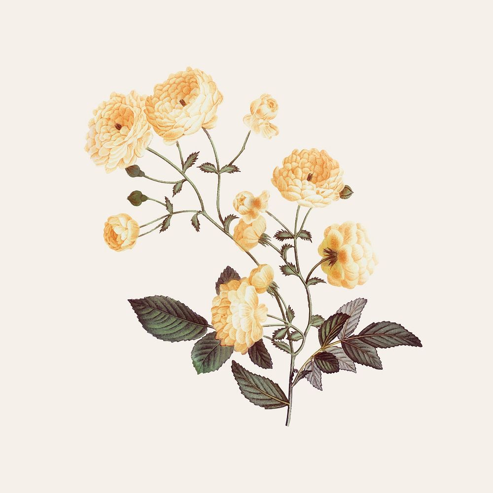 Yellow rose illustration vector 