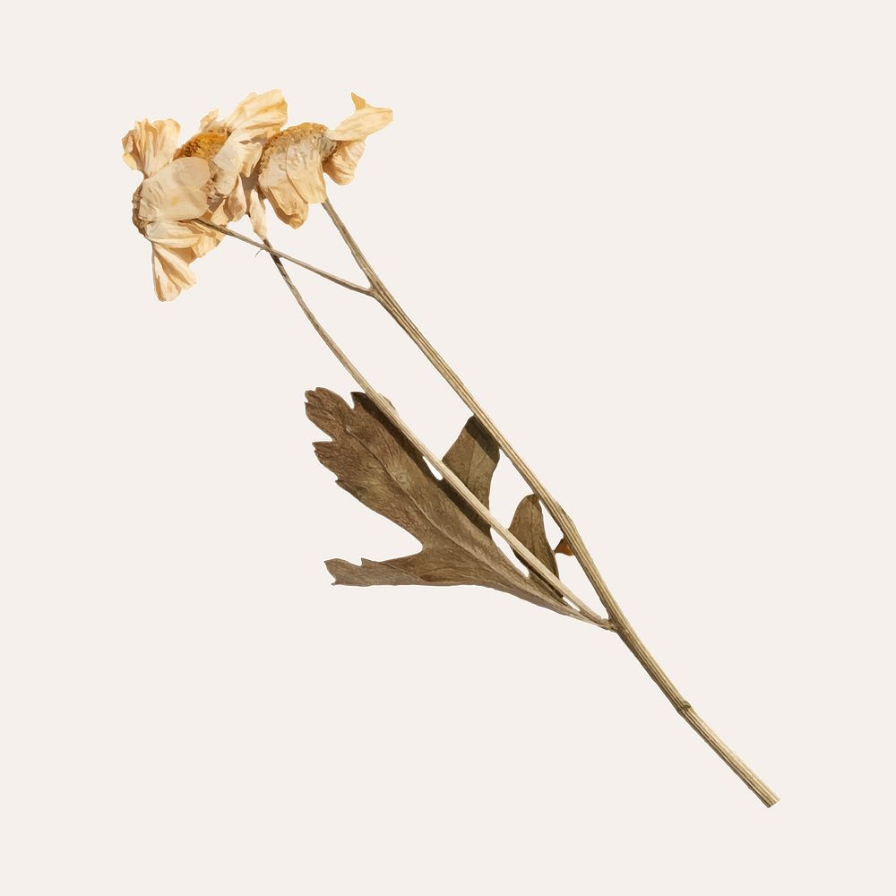 Dried flower illustration vector | Premium Vector - rawpixel