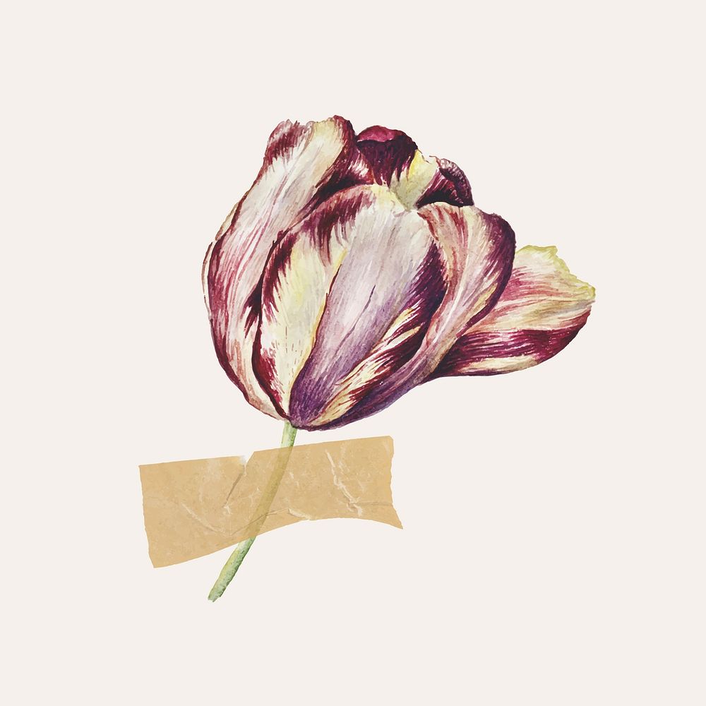 Tulip illustration with tape vector 