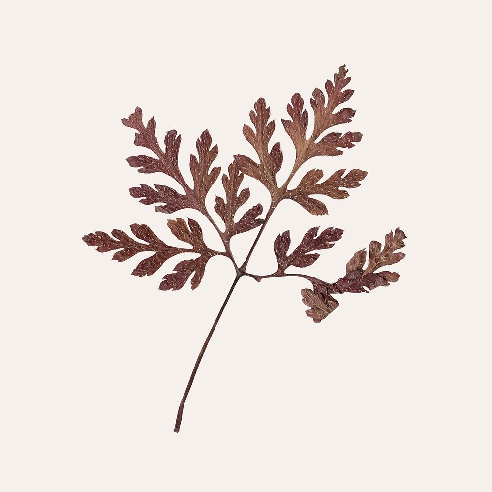 Dried leaves vector 