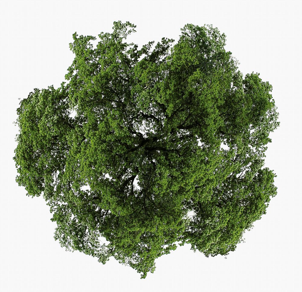 Green tree top view isolated on white, nature design