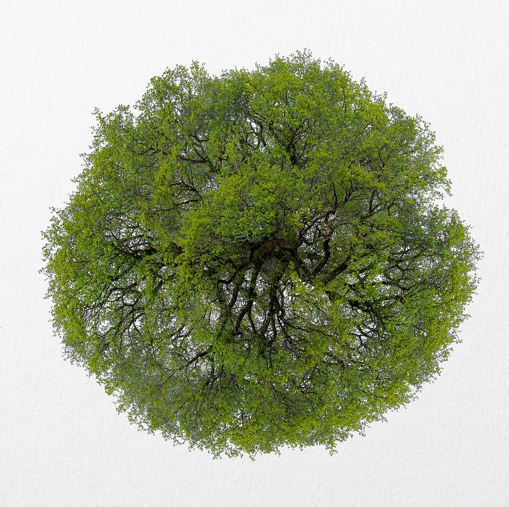 Tree top view isolated on white, green nature design