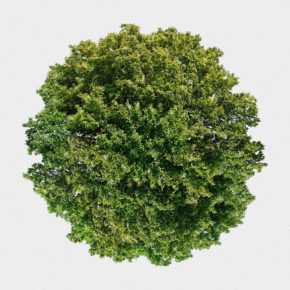 Tree top view isolated on white, nature design psd
