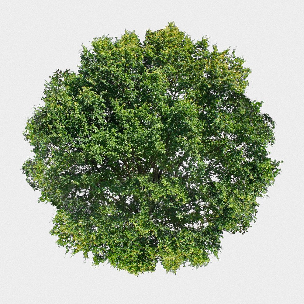 Tree top view isolated on white, nature design