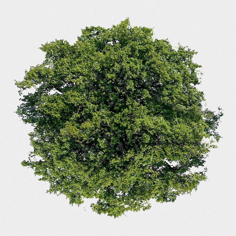 Tree top view isolated on white, nature design