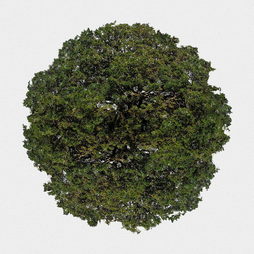 Tree top view isolated on white, green nature design