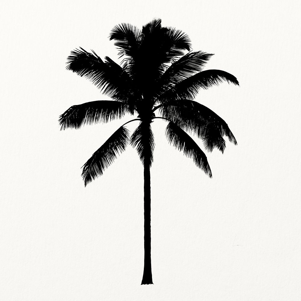 Silhouette palm tree isolated on white, nature design  vector