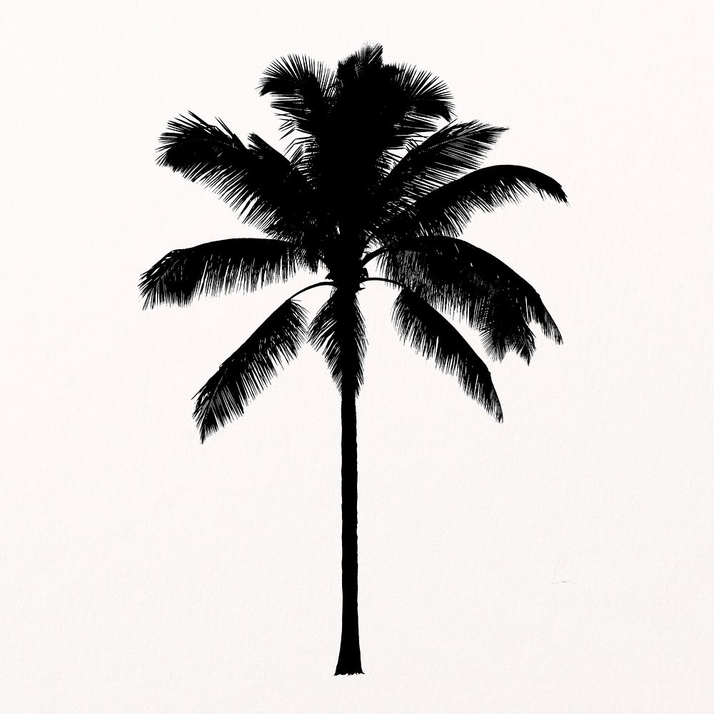Silhouette palm tree isolated on white, nature design psd