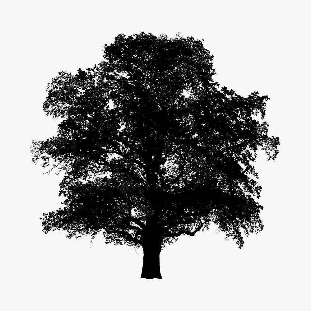 Silhouette tree isolated on white, nature design psd