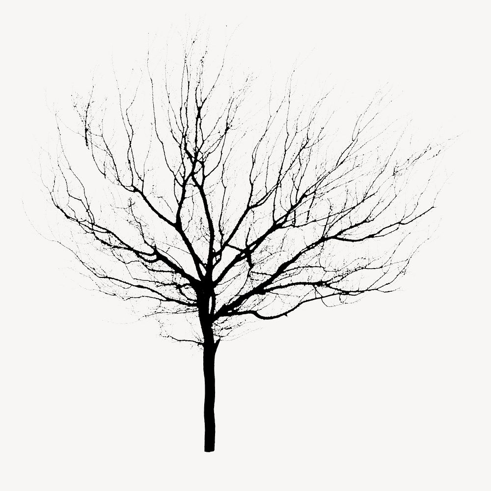 Leafless tree isolated on white, nature design psd