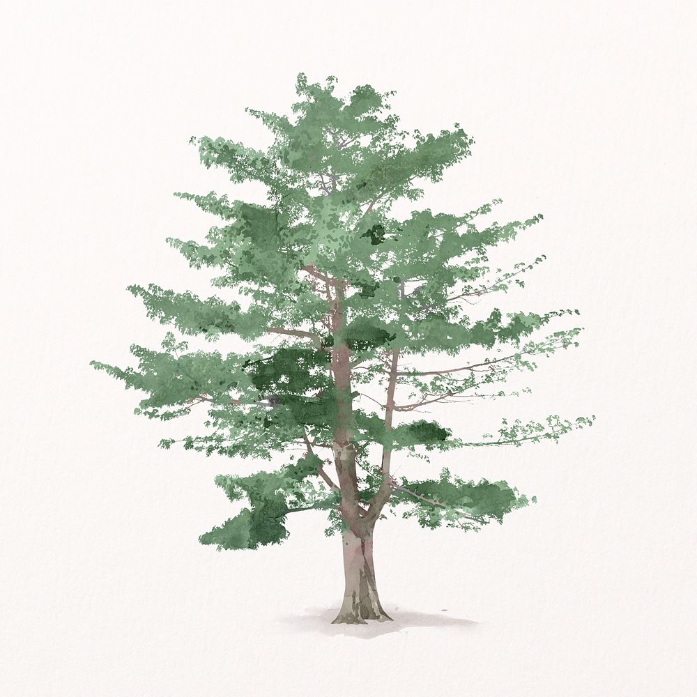 Tree watercolor illustration isolated on white background, nature design psd