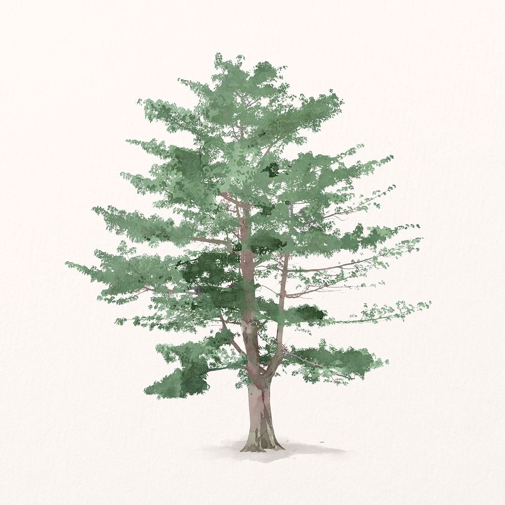Tree watercolor illustration isolated on white background, nature design