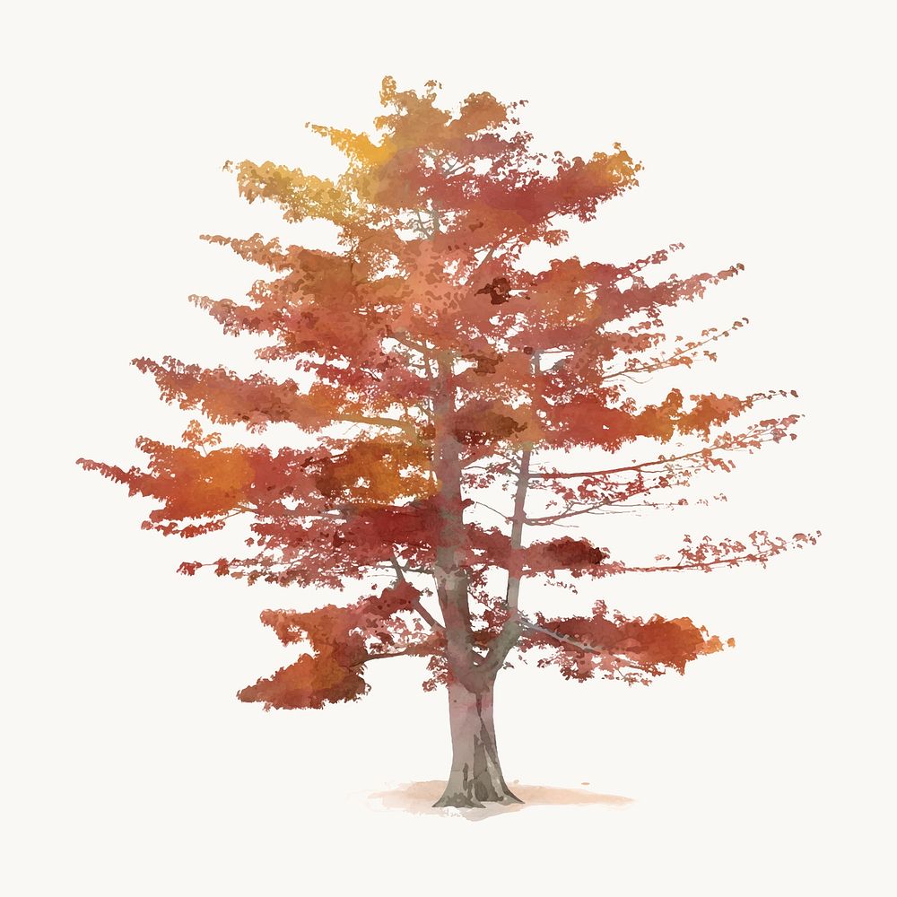 Autumn tree watercolor illustration isolated on white background, nature design vector