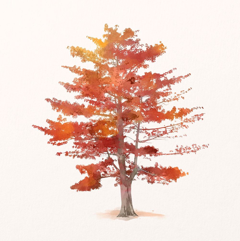 Autumn tree watercolor illustration isolated on white background, nature design