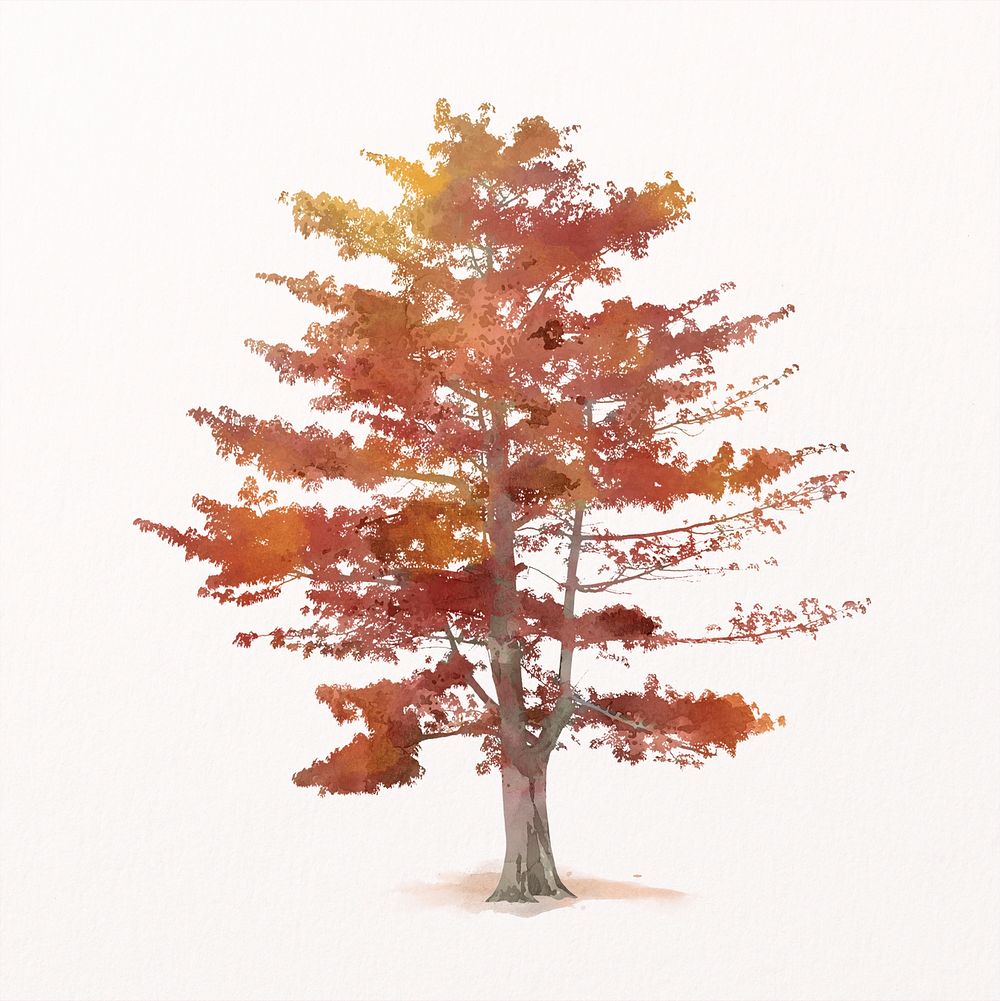 Autumn tree watercolor illustration isolated on white background, nature design psd