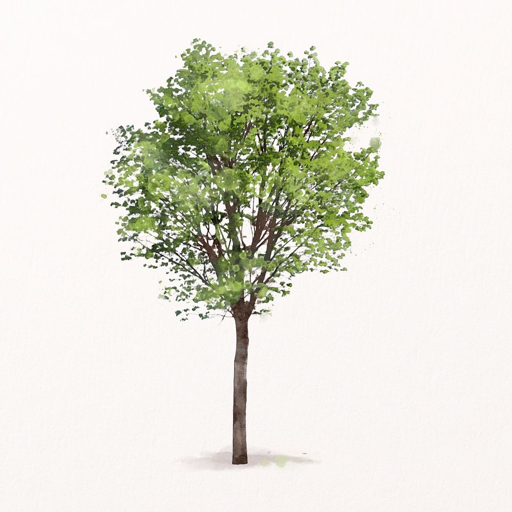 Tree watercolor illustration isolated on white background, spring nature design psd