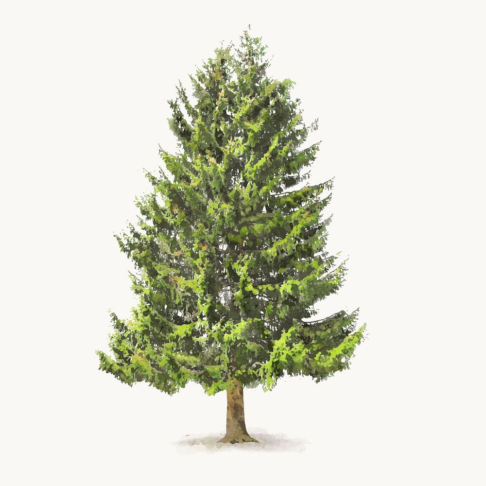Spruce tree watercolor illustration isolated on white background, spring nature design vector