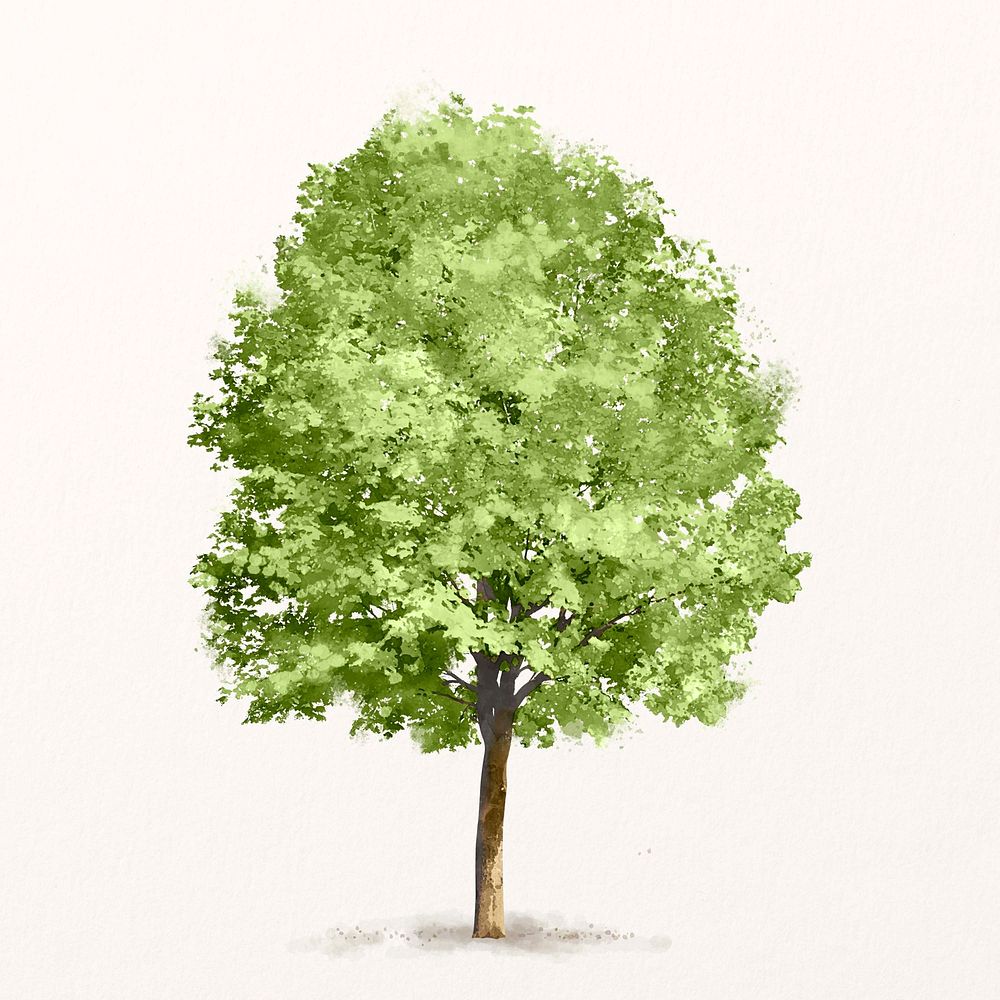 Tree watercolor illustration isolated on white background, spring nature design