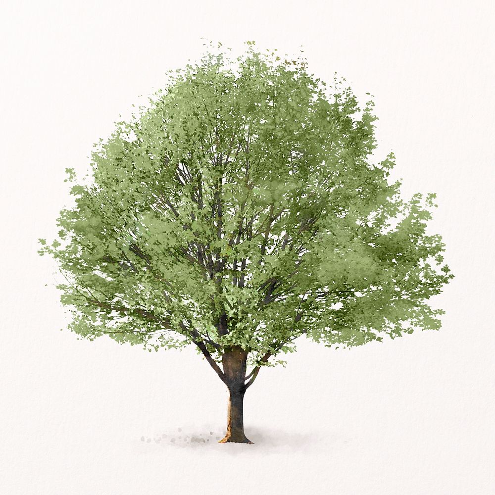 Tree watercolor illustration isolated on white background, spring nature design psd