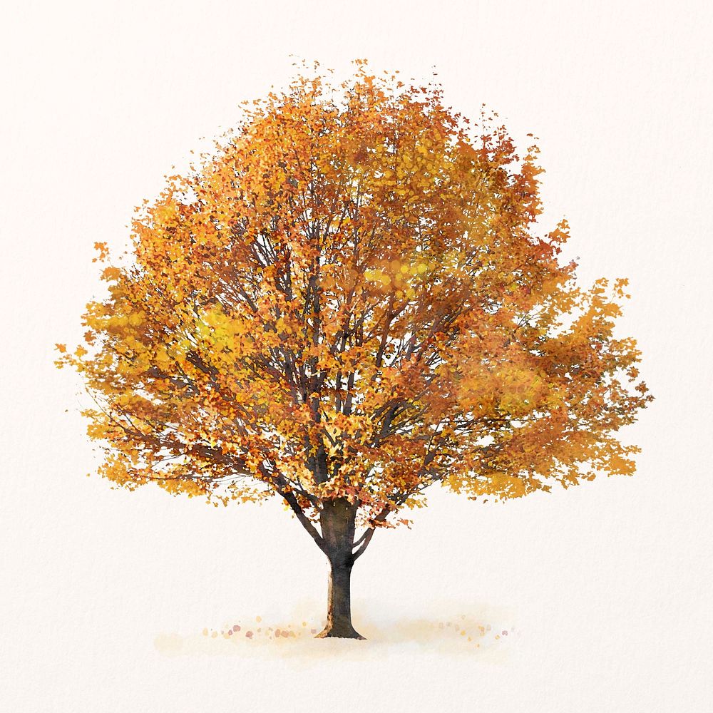 Tree watercolor illustration isolated on white background, autumn nature design