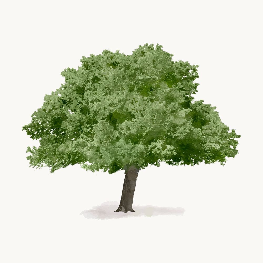 Tree watercolor illustration isolated on white background, spring nature design vector