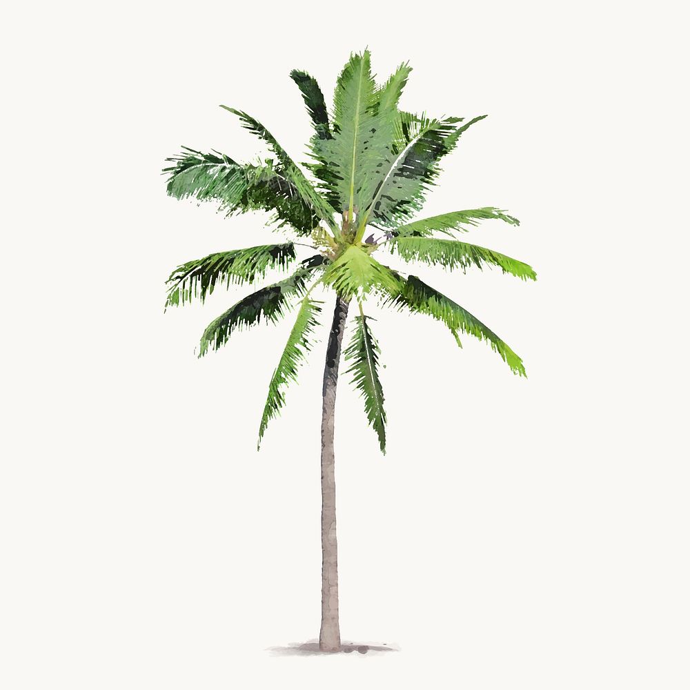 Palm tree watercolor illustration isolated on white background, tropical nature design vector