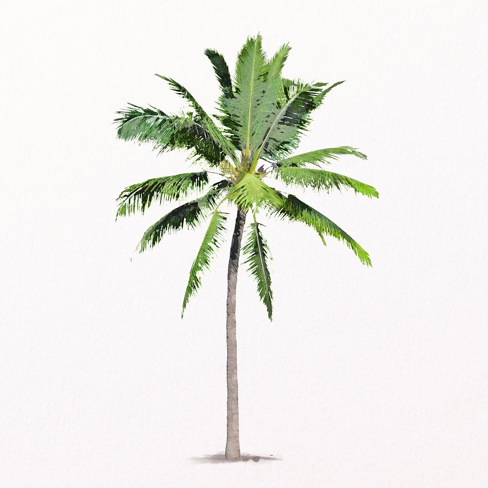Palm tree watercolor illustration isolated on white background, tropical nature design