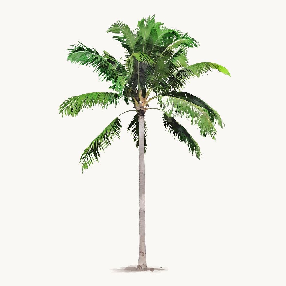 Palm tree watercolor illustration isolated on white background, tropical nature design vector