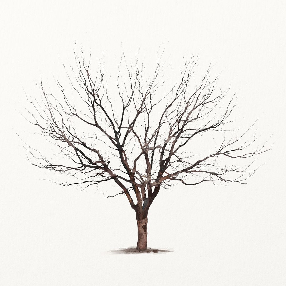 Leafless tree watercolor illustration isolated on white background, nature design vector