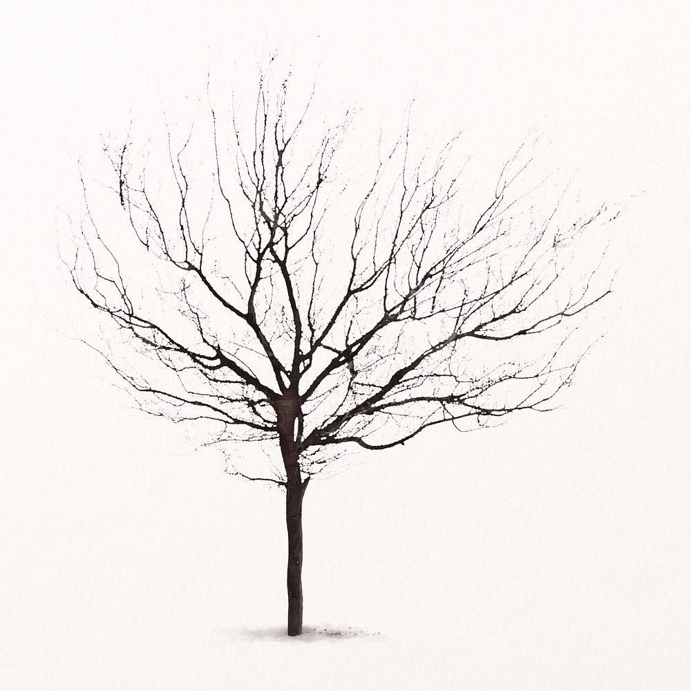 Naked tree watercolor illustration isolated on white background, nature design psd