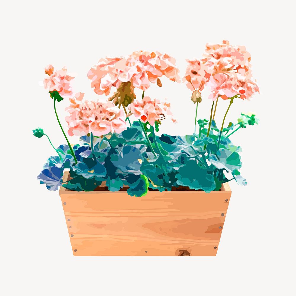 Pink flower in pot isolated on white, garden watercolor illustration design