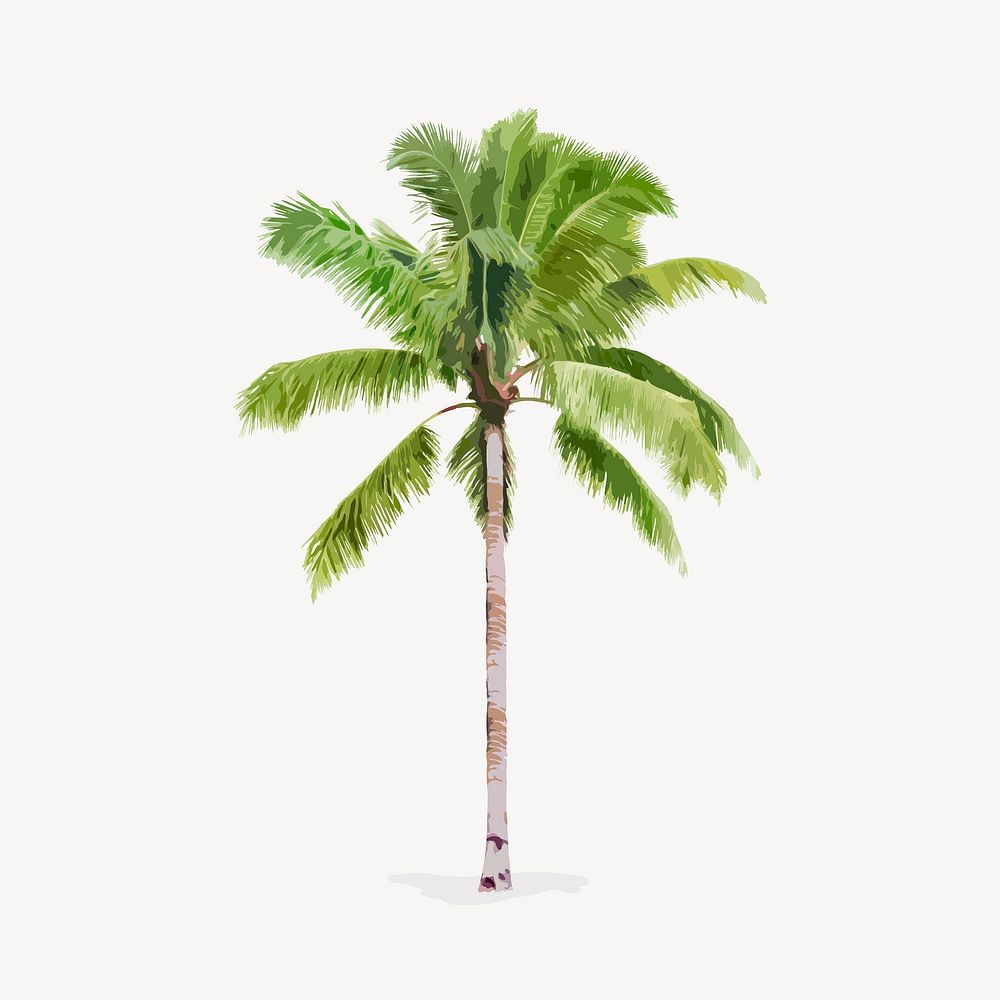 Palm tree isolated on white, nature design