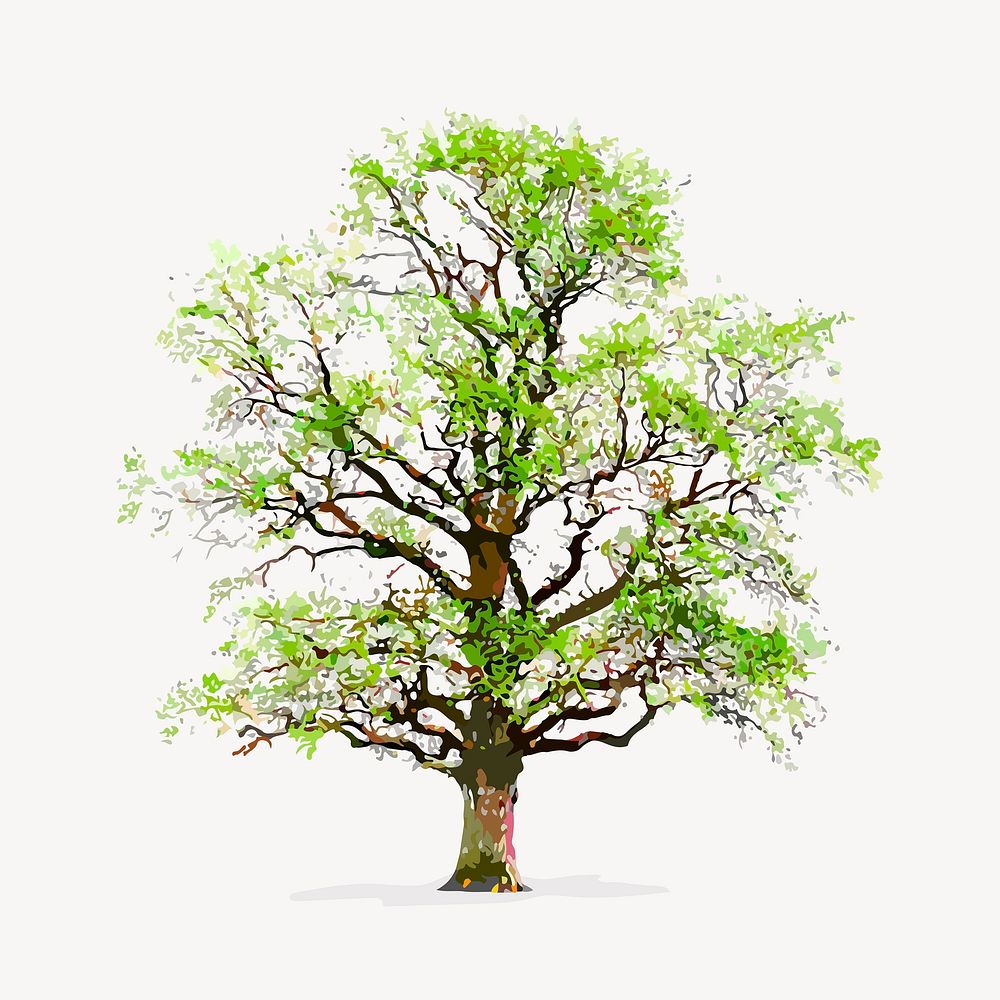 Tree isolated on white, nature design