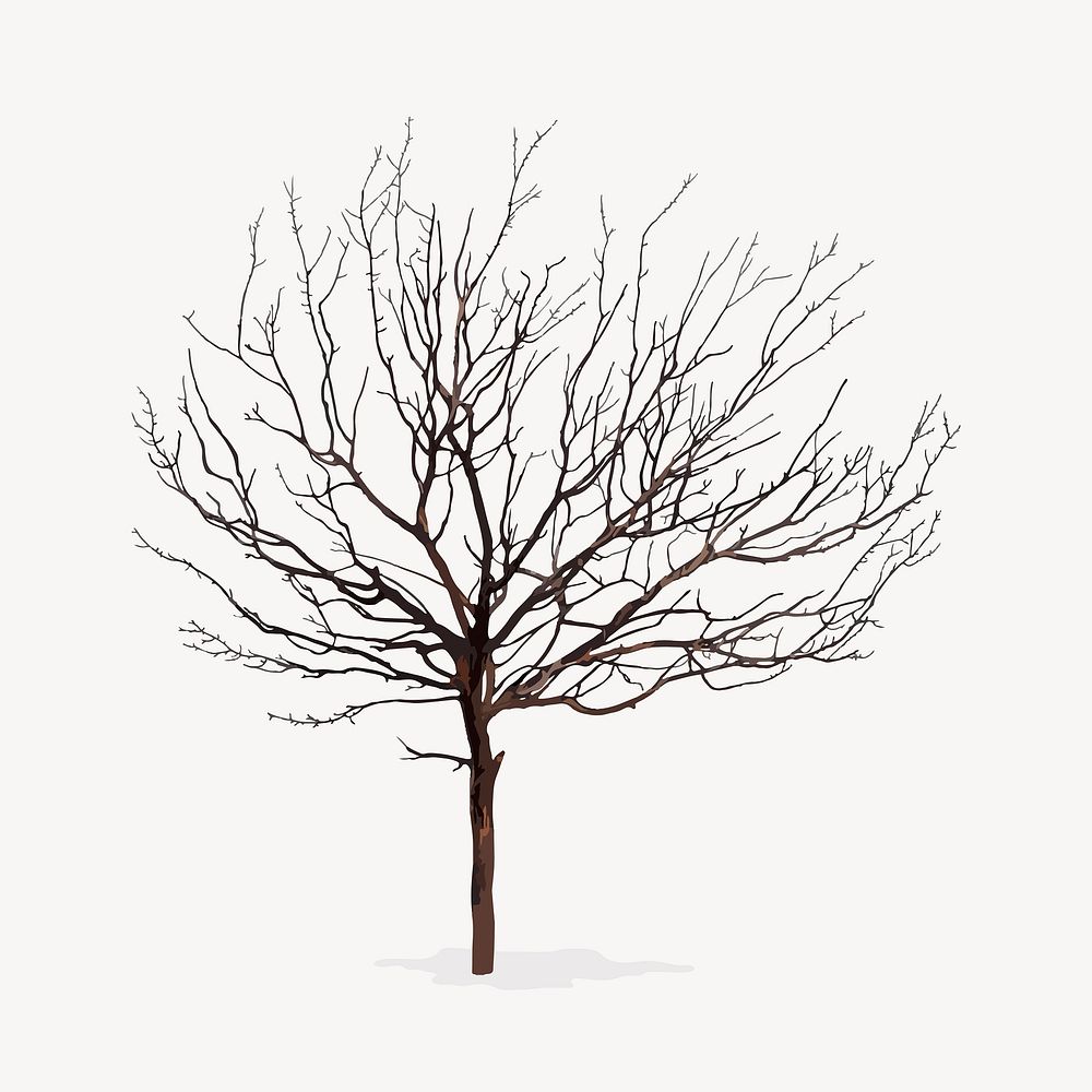 Dead tree isolated on white, nature design