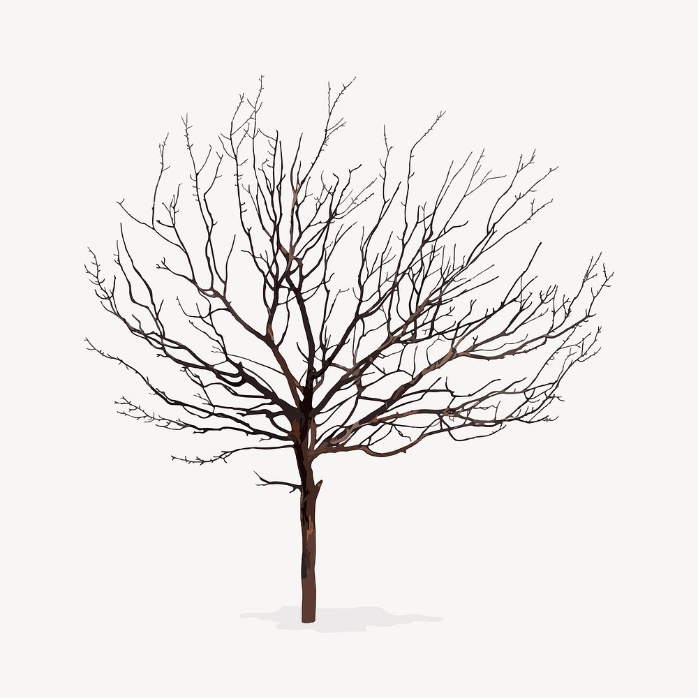 Leafless tree isolated white, nature | Premium Vector Illustration ...